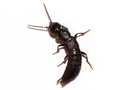 Tasgius melanarius